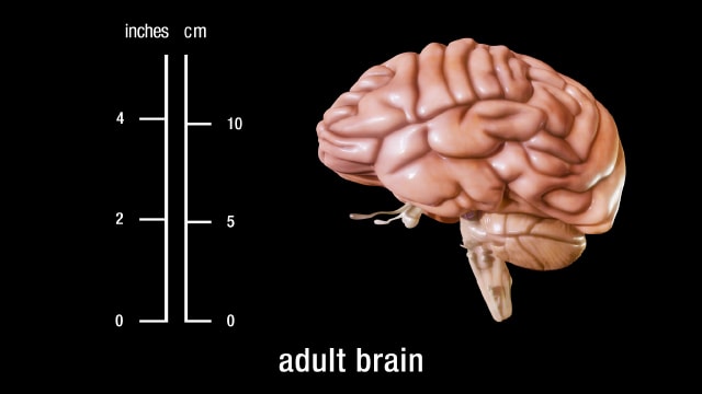 Adult Brain