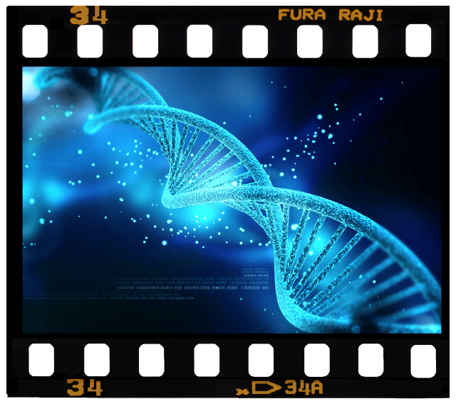 Week 10 – Embryonic & Fetal Video Clips