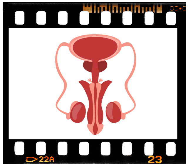 4 Months – Embryonic & Fetal Video Clips