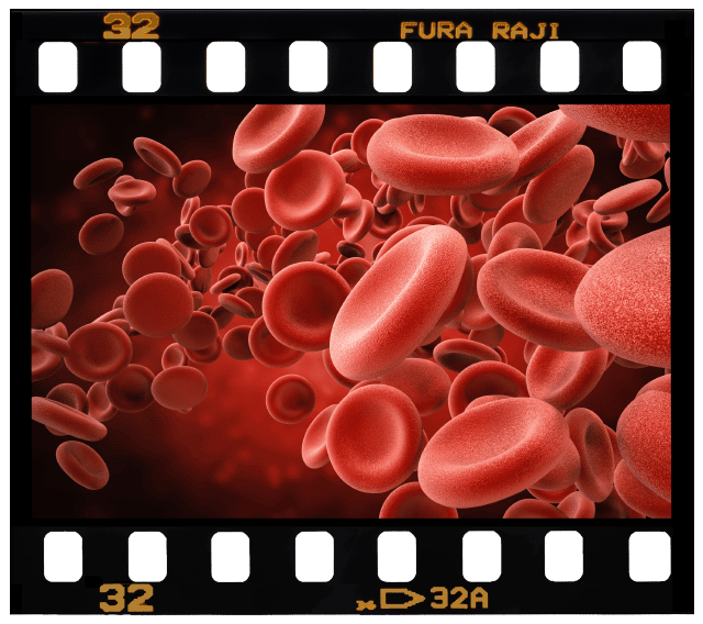 Week 4 – Embryonic & Fetal Video Clips