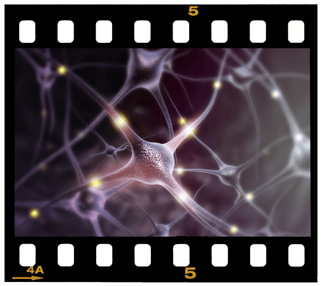 Week 6 – Embryonic & Fetal Video Clips