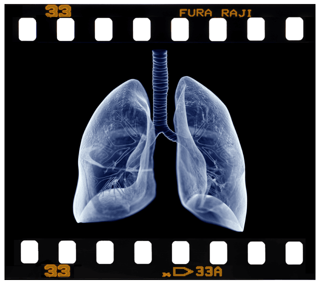 Week 7 – Embryonic & Fetal Video Clips